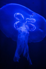 Beautiful jellyfish swimming in the water