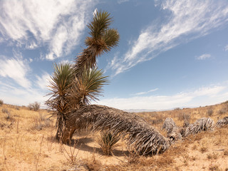 joshua tree in the desert