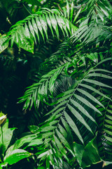 Fototapeta na wymiar Palm forest. The concept of tropics nature.