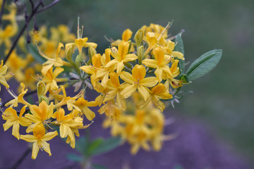 Wiosenny krzew z żółtymi kwiatami