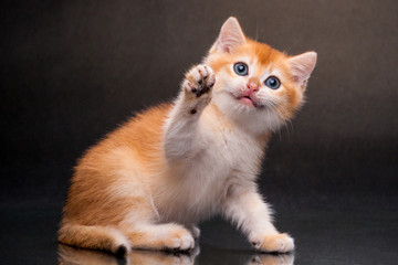 The cat is British gold Chinchilla