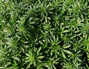Background young shoots of marijuana in the rays of the setting sun. Growing organic hemp on the farm. Marijuana Wallpaper.