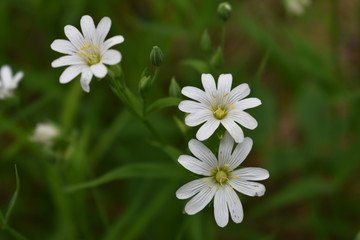 полевые цветы