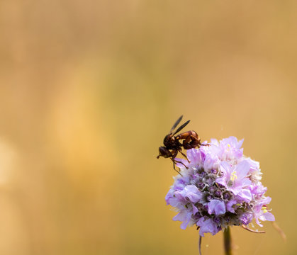 Lilane Bl&uuml;hte mit Insekt
