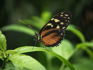 Fototapeta na wymiar Orange patterned butterfly on a leaf