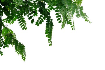 Fototapeta premium Tropical tree with leaves branches on white isolated background for green foliage backdrop 