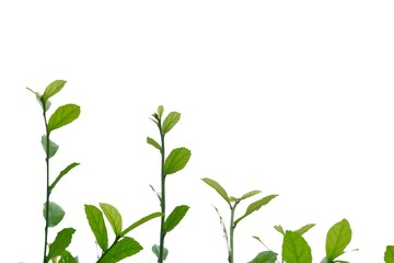 Top view Hakka tea plant leaves with branches on white isolated background for green foliage backdrop 