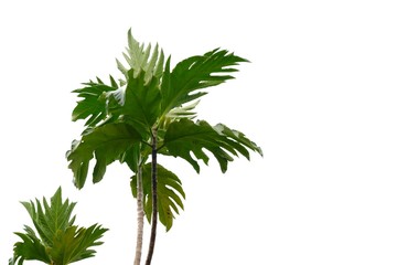 Tropical rainforest breadfruit tree with leaves branches growing in a garden on white isolated background for green foliage backdrop 