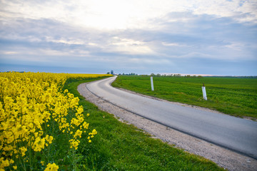 rapeseed field