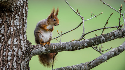 Red Squirrel On An Oak Branch
