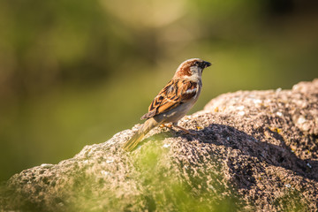 Eurasian Tree Sparrow Passer montanus, Beautiful bird in nature