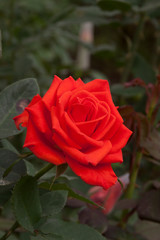red rose in garden