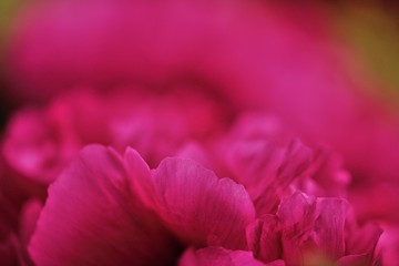 満開の赤い牡丹の花びら