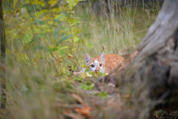 Ginger cat lurking in the bushes