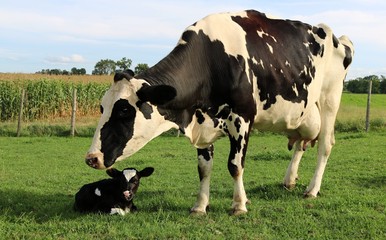 Holstein cow standing over her newborn calf in the field