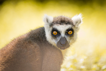 Fototapeta premium Single Lemur staring directly at camera, soft background