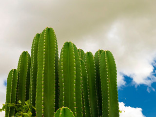 Cactus IMG_0862