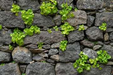 Stone arch bridge in Sao Miguel, Azores, Portugal 