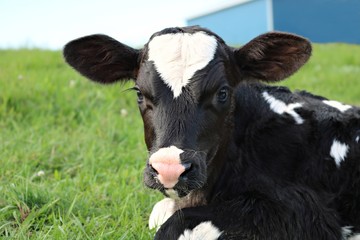 Close up of newborn Holstein calf with reflection of twin brother in left eye © Diane