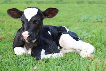 Very cute newborn Holstein calf laying on the grass