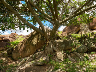 Figueira Branca IMG_0848