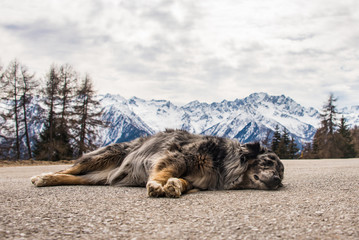 Obraz premium Dog sleeping on mountain asphalt road. Snow-capped mountains and cloudy sky at the background.