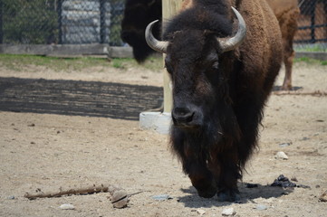 Bison in the outdoors