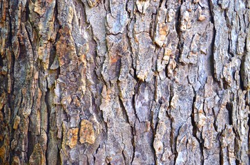 gray-brown bark of an old tree close-up