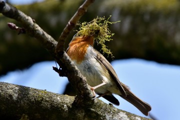 Rotkehlchen mit Material für Nestbau im Schnabel