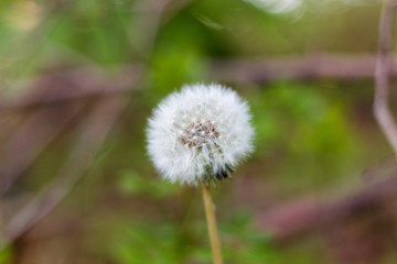 Close up of a dandelion seedhead
