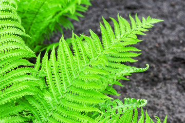 young green fern leaves at dark background. plant at garden.