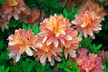 Bright yellow-red blooming rhododendrons. Nature background