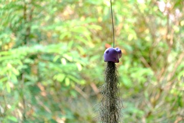 Tropical hanging plant growing on a wire with blur green nature background 