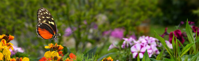 Schmetterling 575 © K.-U. Häßler