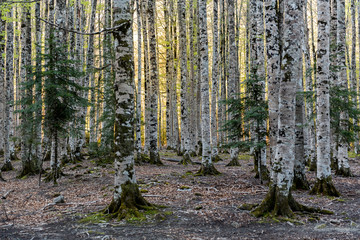 Fototapeta premium Morning at the main entrance to the Ordesa y Monte Perdido National Park in Huesca, Aragon, Spain.