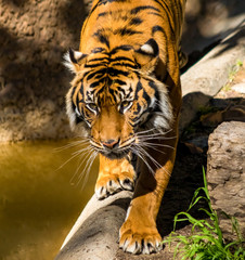Front facing view of a Sumatran tiger pacing at the zoo.
