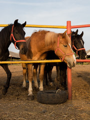 Horses at groomer's herd drover