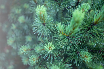 Naklejka na ściany i meble The branches of spruce or pine close-up. Evergreen tree.
