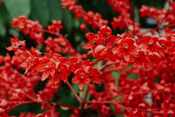 red flowers in the garden