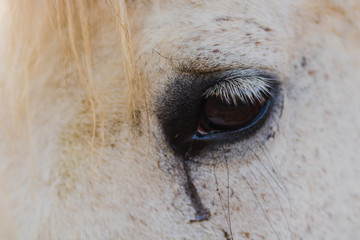 White horse eye close up