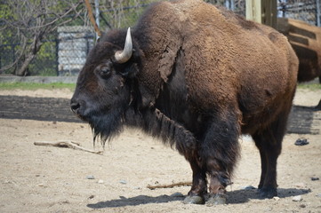 Bison in the outdoors