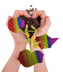 international day against homophobia, transphobia and biphobia. Cucumber leaves grow from the hands in a heart shape, painted in the colors of the flag of the LGBT, on a white isolated background.