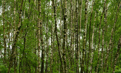 Fototapeta premium las brzozowy