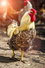 A colourful rooster with his chicken herd.Rooster and Chickens.Free range chicken on a traditional poultry farm