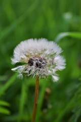 dandelion on background of green grass