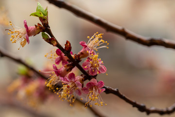 Apricot inflorescences, fruit ovary. Spring changes in plant life. After the rain.
