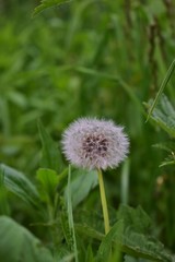 dandelion on background of green grass