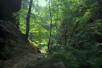 Obraz premium Forest path