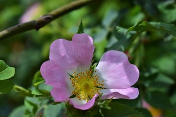 Obraz premium pink flower