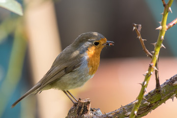 Unfortunate ladybird. Robin redbreast garden bird eating a ladybug insect.